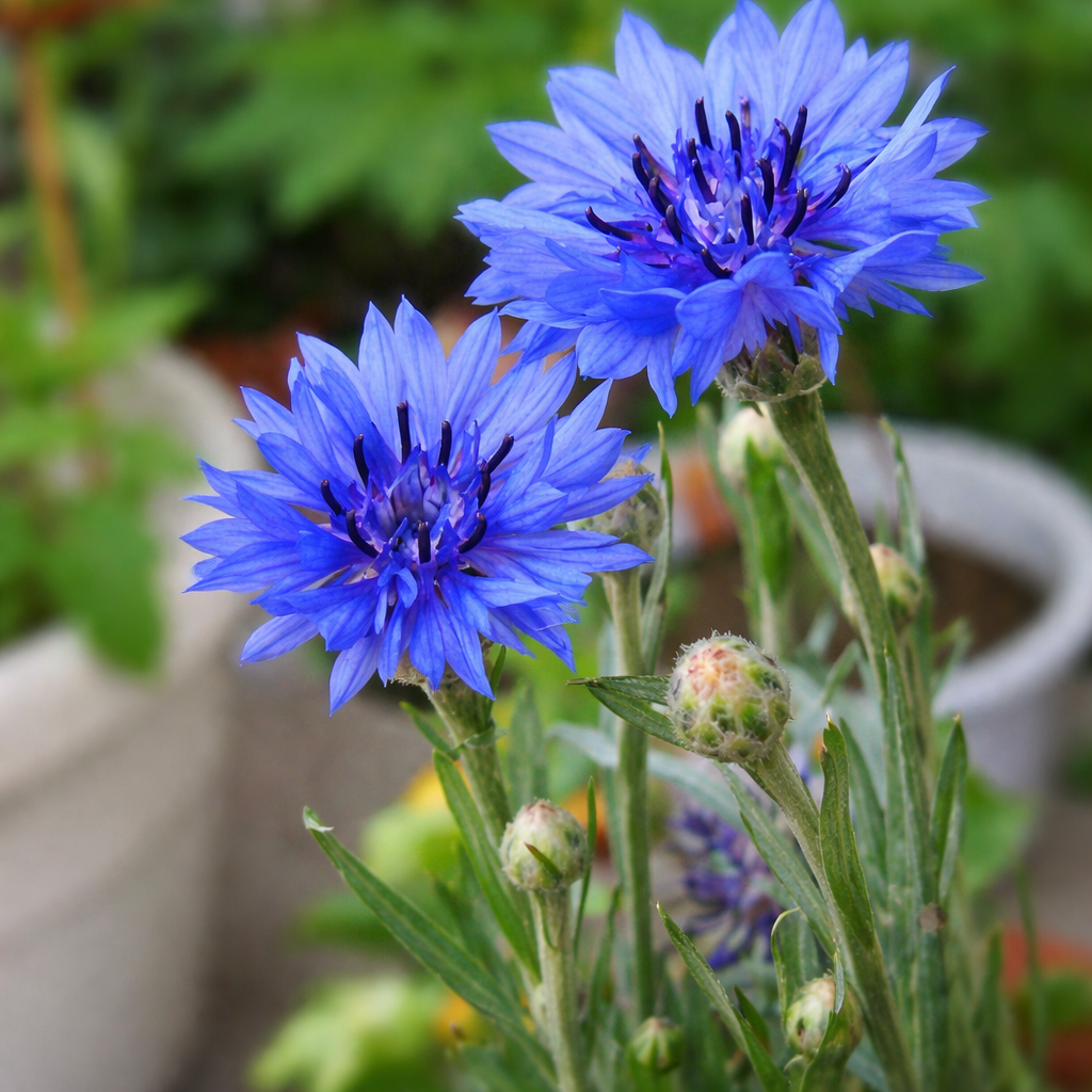 Premium Cornflower Seeds🌸500 Seeds